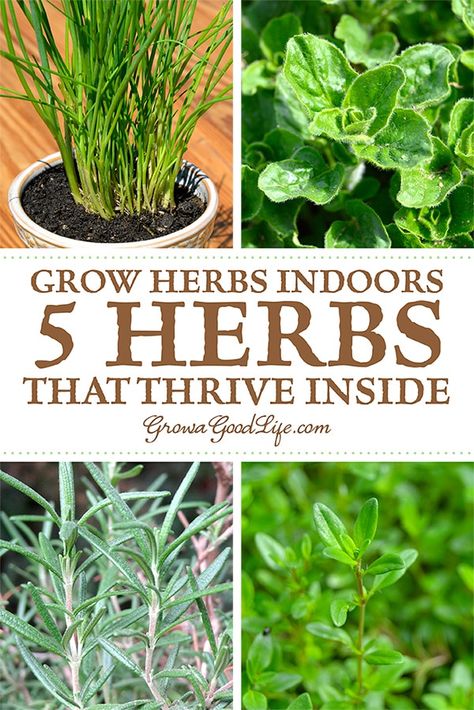 Grow Herbs Indoors, Growing Food Indoors, Indoor Herbs, Growing Herbs Indoors, Windowsill Garden, Diy Herb Garden, Types Of Herbs, Herb Garden Design, Grow Herbs