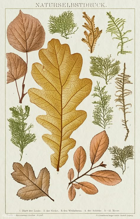 Various leaves vintage wall art print poster design remix from original artwork. | premium image by rawpixel.com / nunny Botanical Vintage Illustration, Monograph Design, Carved Mugs, Vintage Fall Images, Print Poster Design, Fall Botanicals, Illustration Botanique Vintage, Botanical Posters, Plants Vintage