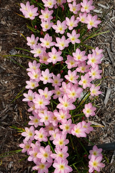 Image of Zephyranthes 'Zodiac Surprise' taken at Juniper Level Botanic Gdn, NC by JLBG Joyce Core, Summer Cute Aesthetic, Original Flowers, Rain Lily, Flower Types, Small Pink Flowers, Tall Flowers, Flower Meanings, Beautiful Pink Flowers