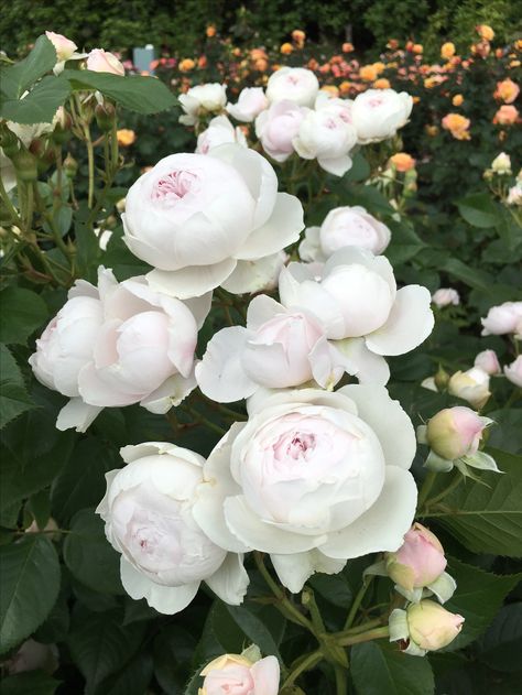 Tranquility can be found...in the PDX Test Garden Rose Garden Design, Peonies Garden, White Gardens, Beautiful Rose Flowers, Pretty Plants, Ranunculus, Flower Lover, Beautiful Blooms, Rose Garden