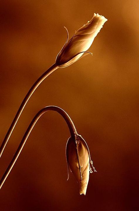 ALL I LOVE Sepia Photography, Dark Autumn, Caramel Color, Macro Photography, Flowers Photography, Beautiful Photography, A Flower, Wonders Of The World, Brown Color