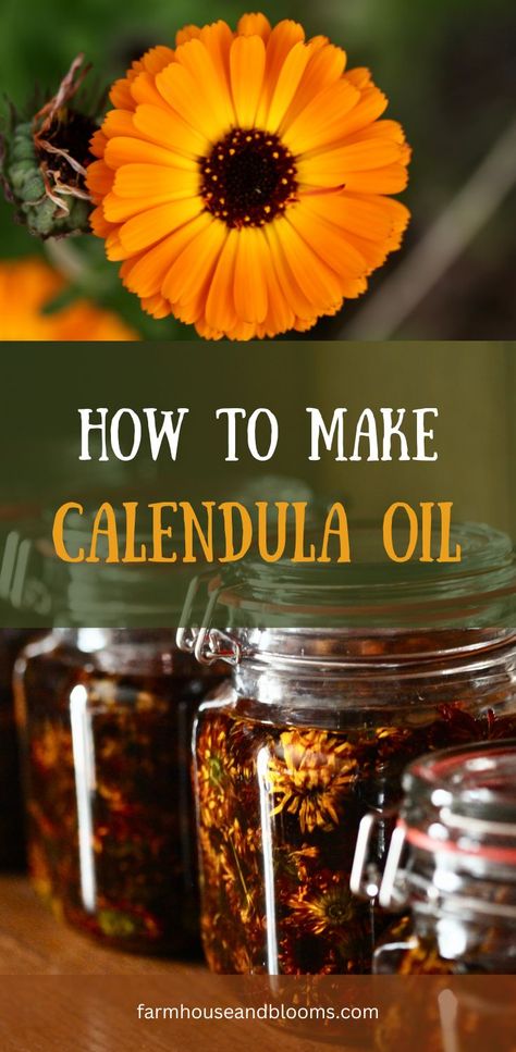 two pictures, one of a calendula flower, and one of calendula flowers infusing in oil Flower Infused Oil, Infused Oil Recipes, Calendula Infused Oil, Healing Tea Recipes, Calendula Tea, Herb Tinctures, Arnica Oil, Calendula Flowers, Healing Tea