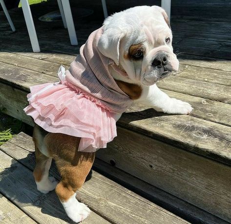 Cute bulldog, sweet bulldog, love bulldog Dressed Up Dogs, Dogs In Clothes, Toy Bulldog, Cute Bulldog Puppies, Puppy Mom, Bulldog Pics, Bulldog Breeds, Cute Bulldogs, English Bulldog Puppies