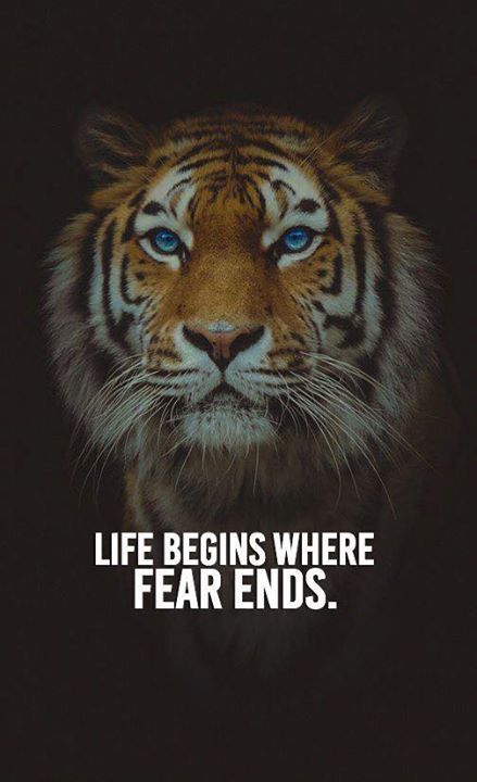 www.ThinkPozitive.com Tiger Quotes, Lion Quotes, Wolf Quotes, Warrior Quotes, Badass Quotes, A Tiger, Motivational Words, Quotes About Life, Wise Quotes