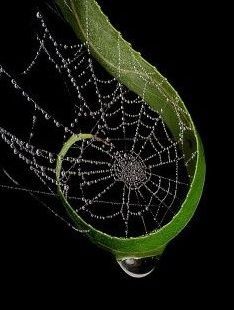 Foto Macro, Spider Art, Dew Drops, Foto Art, Water Droplets, Natural Forms, Patterns In Nature, Rain Drops, Science And Nature