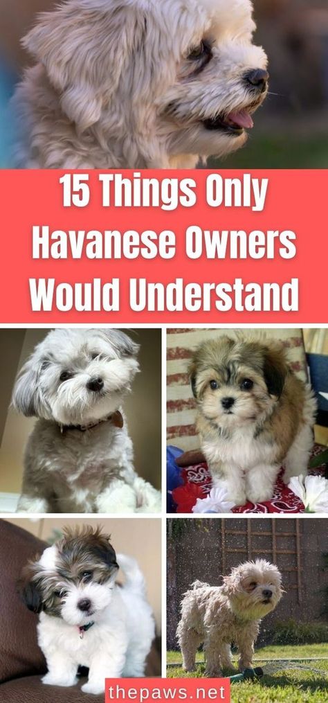 Havenses Dog, Havanese Haircuts Teddy Bears, Havanese Haircuts Styles, Havanese Dogs Haircuts, Havanese Dogs Full Grown, Havanese Poodle, Havanese Full Grown, Bichon Havanese, Havapoo Puppies