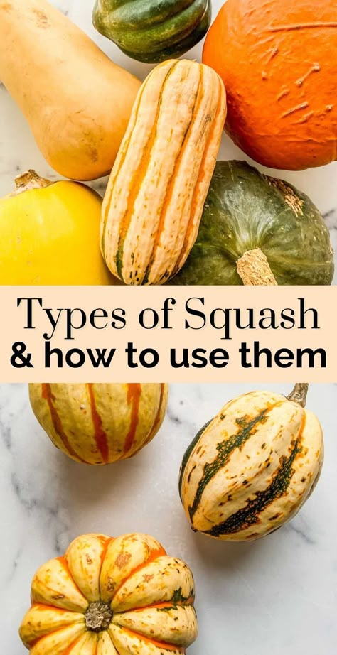 Different Kinds Of Squash How To Cook, Pictures Of Squash, How To Use Acorn Squash, Seasonal Squash Recipes, Trumpet Squash Recipes, Winter Butternut Squash Recipes, Squashes Types Of, Different Squashes Types Of, Storing Winter Squash