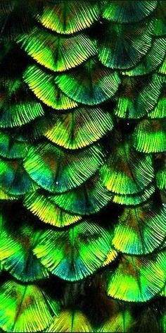 Pearl-Nautilus Foto Macro, Green Feathers, Yellow Feathers, Green Collection, Foto Art, Patterns In Nature, Color Textures, Green Aesthetic, Color Of Life