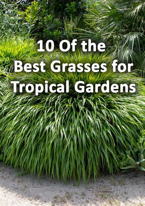 10 Grasses for Tropical Gardens in Cooler Climates - BUCKINGHAMSHIRE LANDSCAPE GARDENERS Tropical Planting Uk, Tropical Shrubs Landscape, Pool Border Landscaping, Lush Tropical Landscape, Tropical Desert Landscaping, Cold Hardy Tropical Plants, Tropical Garden Uk, Tropical Landscape Lighting, Coastal Courtyard