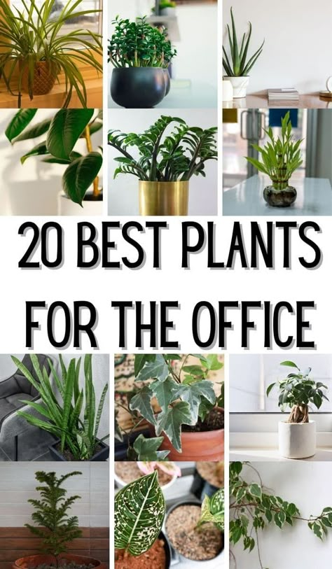 Plant Decor Office Space, Best Indoor Plants For Low Light Offices, Indoor Plant Office, Best Desk Plant, Hanging Office Plants, Office With Lots Of Plants, Inexpensive Office Ideas, Office Flowers Desk, Low Maintenance Office Plants