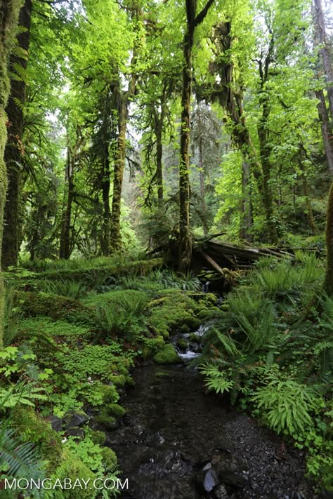 olympic_rainforest_0313: Temperate rain forest creek in the Pacific Northwest Temperate Evergreen Forest, Portland Forest, Plant Mood Board, Tortoise Enclosure Ideas, Temperate Deciduous Forest, Pnw Plants, Jungle Terrain, Pacific Northwest Forest, Temperate Forest