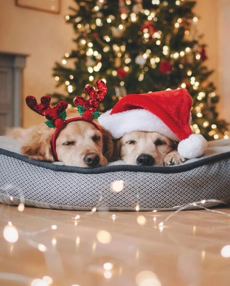 So Cute Dog Christmas Photos🐶 #Christmas #ChristmasSanta #ChristmasDog #ChristmasGift #ChristmasComing #Doglovers Christmas Dog Photography, Christmas Pet Photos, Dog Christmas Photos, Dog Christmas Pictures, Christmas Dog Treats, Christmas Pets, Animal Photoshoot, Merry Christmas Dog, Photos With Dog