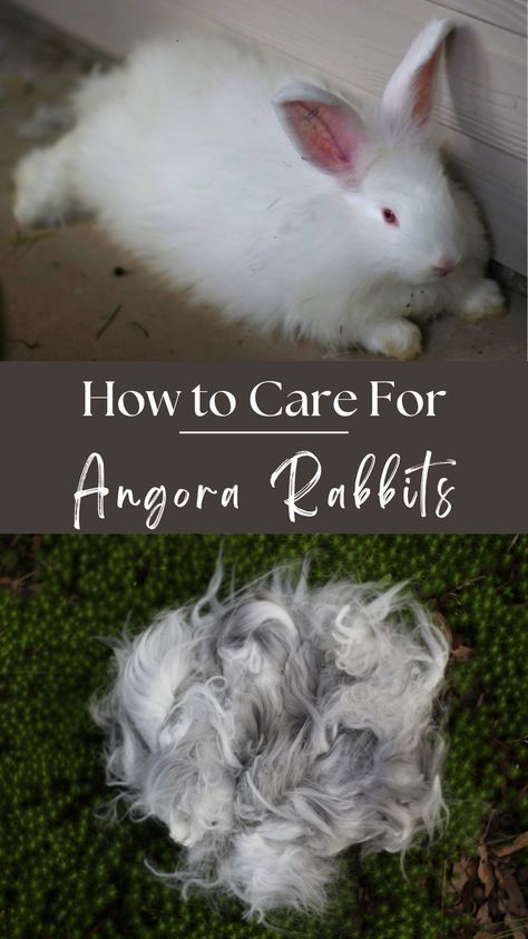 Angora rabbits are unique to other rabbit breeds because of their long, soft coats. Because of this, they need special food, housing, care, and supplies. Here are my best tips and supplies for raising angora rabbits. Raising Angora Rabbits For Fiber, Angora Rabbit Housing, German Angora Rabbit, Rabbit Warren, French Angora Rabbit, English Angora Rabbit, Fiber Animals, Rabbit Pellets, Angora Bunny