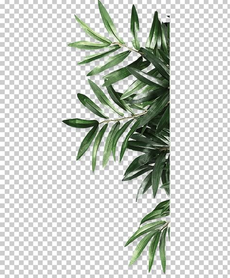 Leaves Png For Editing, Collage Plants, Leaf Print Art, Leaf Png, Plant Png, Green Png, Leaves Png, Leaf Plant, Paper Background Texture