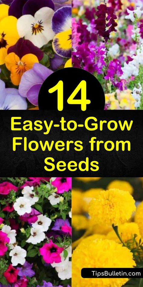 How To Store Seeds, Planting Flowers From Seeds, When To Plant Seeds, Easy To Grow Flowers, Flowers From Seed, Easiest Flowers To Grow, Growing Cut Flowers, Flower Bed Designs, Flowers To Grow