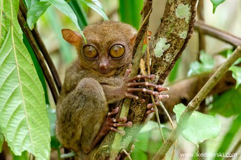 Bohol Tarsier, Vietnam Wildlife, Bali Wildlife, Visayan Spotted Deer, Parambikulam Tiger Reserve, Bohol, Primates, Earth Day, Philippines