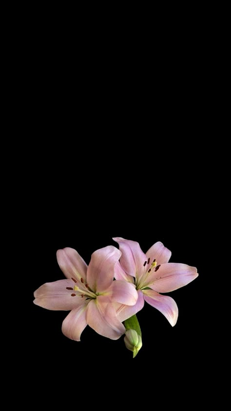 pink lillies wallpaper 🌸 Pink Lily Wallpaper, Flower Backround, Black Flowers Wallpaper, Pink Lily Flower, Flowers Black Background, Lily Wallpaper, Lilly Flower, Iphone Wallpaper Stills, Pink Lillies