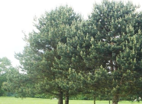 Scot pine (Pinus sylvestris) is Scotland's national tree. It is a native of the once extensive Caledonian pine forests and is the only timber-producing conifer native to Scotland. Pinus Sylvestris, Broadleaf Evergreen, Scotland, Trees, Plants