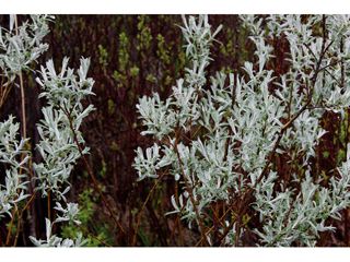 Salix candida (Sageleaf willow) | Native Plants of North America Lady Bird Johnson Wildflower Center, Seed Collection, University Of Texas At Austin, Lady Bird Johnson, Seed Bank, Plant Images, Invasive Species, Lady Bird, Plant List