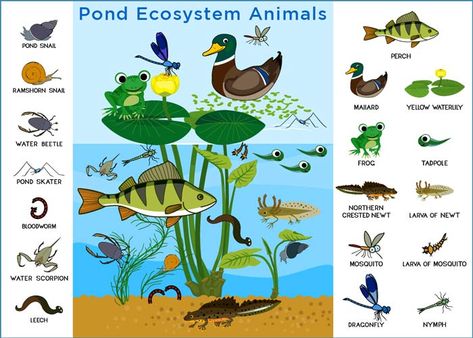 Pond Ecosystem: Types, Food Chain, Animals and Plants Pond Ecosystem, Pond Habitat, Ecosystems Projects, Pond Animals, Habitats Projects, Pond Snails, Ocean Ecosystem, Living Organisms, Pond Fish