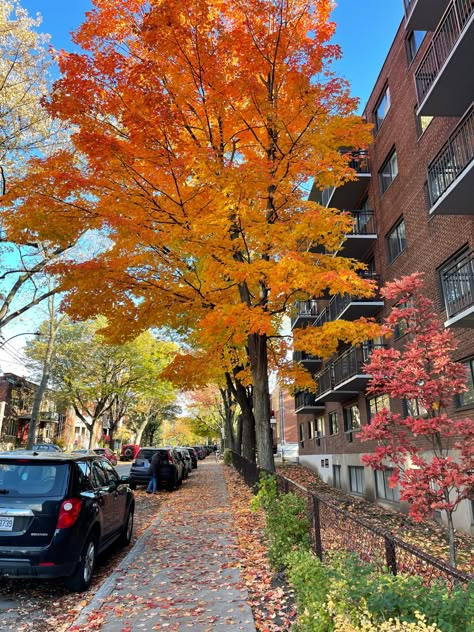 Autumn In Canada Aesthetic, Canada Autumn Aesthetic, Canada In Autumn, Montreal Fall Aesthetic, Fall In Montreal, Canada Fall Aesthetic, Canada Fall Outfits, Montreal Canada Fall, Montreal Canada Aesthetic