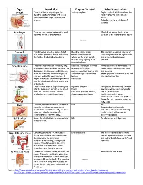 Digestive System Organs Chart Digestive System Medical Terminology, Digestive System Physiology, Git Physiology Notes, Digestive System Anatomy And Physiology, Digestive System Anatomy Notes, The Digestive System Notes, Human Digestive System Notes, Digestive System Notes Aesthetic, Organ Chart