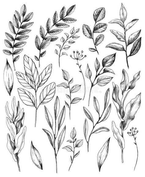 Hand Drawn Leaves of Wild Plants Set. Hand drawn set of branches and leaves of w #Sponsored , #ad, #sponsored, #Leaves, #Hand, #Plants, #Wild Leafy Plant Drawing, Botanical Plants Drawing, Different Leaves Tattoo, Branch With Leaves Tattoo, Leave Branch Tattoo, Line Work Leaves Tattoo, Filler Leaves Tattoo, Plant Leaves Illustration, Wild Plants Drawing