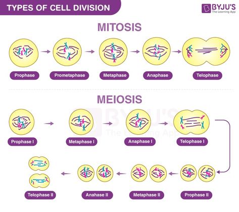 Types of Cell Division Dna Replication, Title Ideas, Cell Cycle, Cell Division, Biology Notes, Protein Synthesis, The Cell, Biology, Division