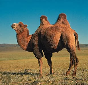 Bactrian Camel, Desert Animals, Facts For Kids, Easy Science, Animal References, Animal Facts, Animal World, Hump Day, Science For Kids