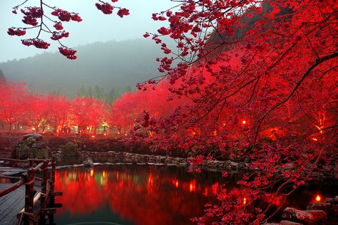 Lighted Red Cherry Blossom Lake, Sakura, Japan Japan Photo, Nikko, Pretty Places, Places Around The World, Pretty Pictures, Beautiful World, Travel Dreams, Beautiful Landscapes, Wonders Of The World