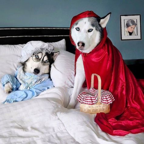 2huskateers Husky Dogs Husky Halloween Costumes, Husky Costume, Cute Dog Halloween Costumes, Halloween Costumes For Dogs, 2017 Halloween Costumes, Costumes For Dogs, Cute Dog Costumes, Amazing Halloween Costumes, Diy Dog Costumes