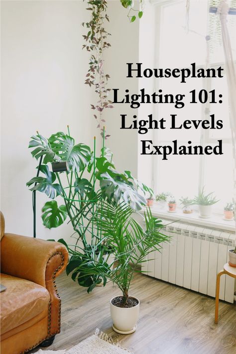 Houseplant lighting 101 Filtered Light Plants, How To Get More Light In House, Houseplant Light Guide, Indoor Plants Lighting, Bright Indirect Light Plants, Plant Light Guide, Plant Light Ideas, Direct Light House Plants, Direct Light Plants