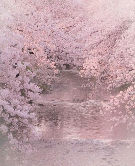 ♡ Ƒօӏӏօա ʍҽ @NoraIsabelle ƒօɾ ʍօɾҽ թins yօu'ɾҽ ցօnnɑ ӏօѵҽ ♥️ Cer Nocturn, Sakura Tree, Pastel Pink Aesthetic, Blossom Trees, Nature Aesthetic, Pretty Places, Scenery Wallpaper, Wisteria, Aesthetic Backgrounds