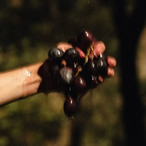 Wine Making Aesthetic, Grape Aesthetic, Grapes Aesthetic, Wine Plant, Wine Aesthetic, Wine Making Process, Grape Wine, Greek Pantheon, Wine Grapes