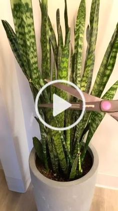 Projek Mengait, Evergreen Candle, Snake Plant Care, نباتات منزلية, Plant Care Houseplant, Summer Mantle Decor, Front Yard Landscaping Simple, Wallpaper Tumblr, Front House Landscaping