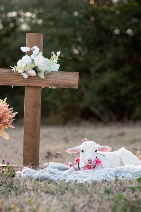 Lamb Easter Minis Easter Cross Photoshoot, Lamb Photoshoot, Easter Photo Shoot Ideas, Easter Mini Session Ideas, Easter Minis Photography, Kids Easter Pictures, Easter Mini Sessions, Easter Shoot, Lamb Pictures