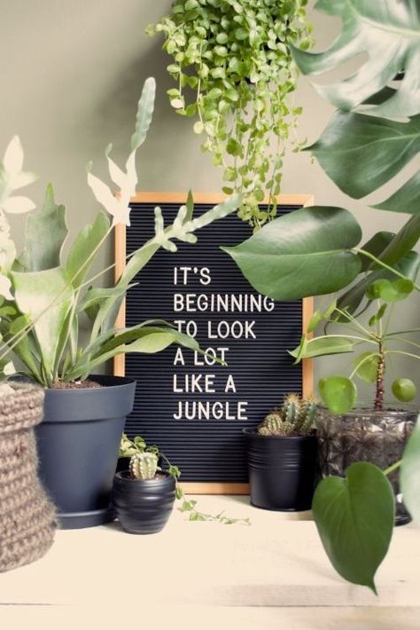 Letterbord Quotes, Plant Jokes, Plant Quotes, Plant Puns, Soil Types, Plants Quotes, Kitchen Plants, Plants Are Friends, Planting Plan