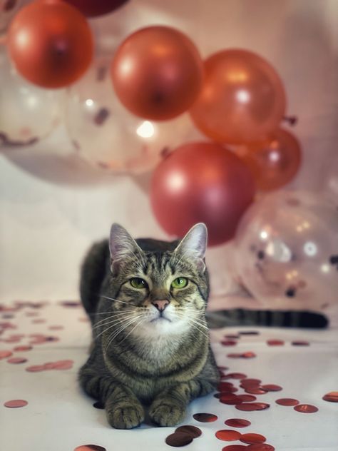 Pet Birthday Ideas Cat, Cat Birthday Photoshoot Ideas, Cat Birthday Photoshoot, Cat Photoshoot Ideas, Cats Photoshoot, Cat Photo Shoot, Stellar Birthday, Cat Photoshoot, Pet Photoshoot