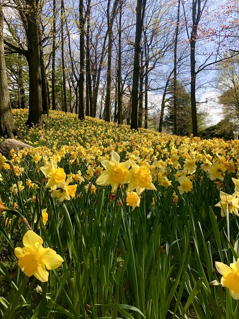 Yellow Daffodils Aesthetic, Daffodils Landscape, Daffodil Aesthetic, Daffodils Aesthetic, Daffodil Wallpaper, Wild Daffodils, Here's To The Fools Who Dream, Yellow Daffodils, Flower Therapy