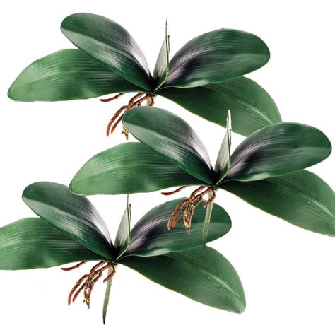 Amazon.com: Miracliy Phalaenopsis Orchid Leaves Real Latex Touch Plants Arrangement, 3 Pieces: Gateway Green Orchid Flower, Plants Arrangement, Fake Leaves, Butterfly Orchid, Orchid Leaves, Phalaenopsis Orchid, Plants