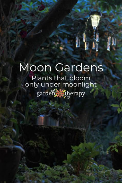 Moonlight Plant, Ethereal Moon, Fence Edging, Acnh Yard, Witchy Garden, Garden Therapy, Goth Garden, Witch Garden, Gothic Garden