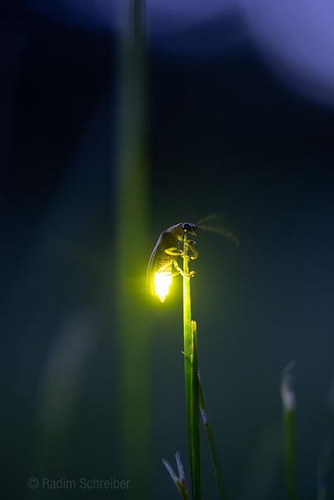 Firefly Aesthetic, Firefly Photography, Fire Flies, Fire Fly, Fireflies In A Jar, Lightning Bugs, Butterfly And Flowers, Things That Fly, Tattoo Portfolio