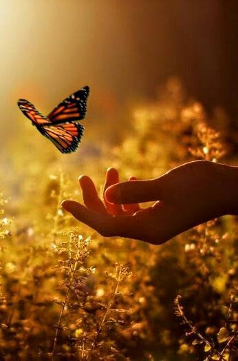 flower of compassion on Twitter: "There's no art which is more peaceful than the art of letting things go pic: @Eagleeye47 https://t.co/FDK3wtfX5L" Perfectionism, Foto Art, Jolie Photo, Alam Yang Indah, Health Awareness, A Butterfly, Beautiful Butterflies, Paint By Number, Beautiful Photography