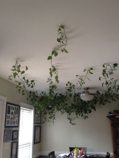 Hanging vine plants across the ceiling. Use hanging hooks ... #hangingplantideas #gardenideas Fake Hanging Plants, Plants Hanging, Aesthetic Bedroom Ideas, Fake Plants Decor, Hanging Plants Indoor, Hanging Vines, Plant Decor Indoor, Bedroom Plants, House Plants Decor