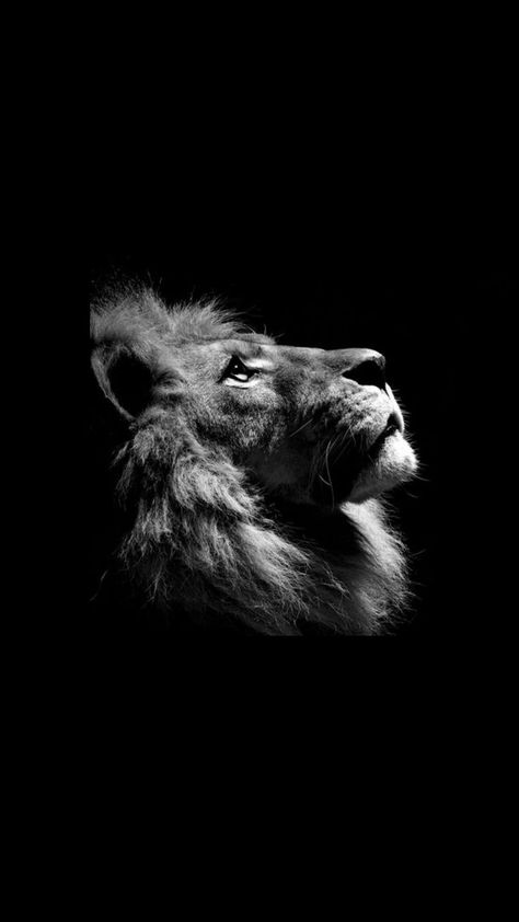 Lion Profile, Black And White Lion, Lion Photography, Eagle Wallpaper, Spiritual Paintings, Lions Photos, Beautiful Profile Pictures, Space Phone Wallpaper, Lion Wallpaper