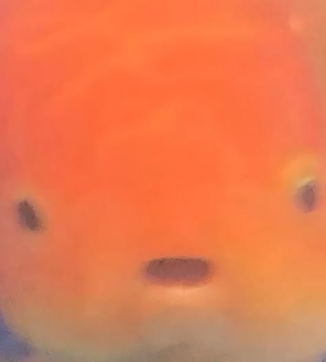 orange goldfish with wide eyes and open mouth Snap That Childs Back Goldfish, Fishes Reference, Chubby Goldfish, Animal Pfp Aesthetic, Fat Goldfish, Fishbowl Pfp, Goofy Fish, Fish Pfp, Funny Goldfish