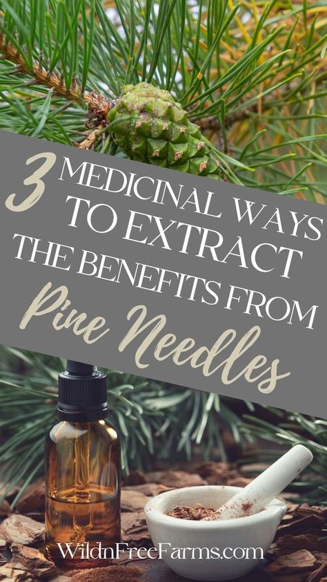 pine needle infused oil Tincture Recipes, Pine Needle Essential Oil, Pine Needle Tea, Tinctures Recipes, Natural Food Supplements, Pine Essential Oil, Medicinal Tea, Herbal Teas Recipes, Infused Oil