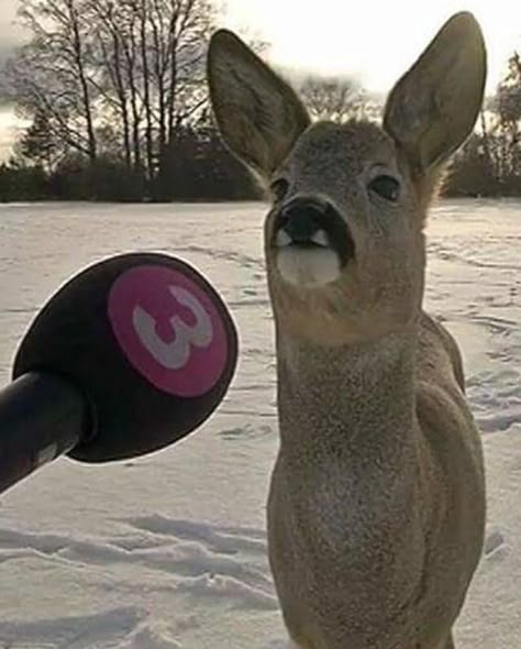 Funny Deer, Regnul Animal, Image Chat, 웃긴 사진, Silly Animals, A Deer, Reaction Images, Little Animals, Silly Cats