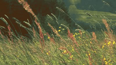 Meadow Garden, Aesthetic Gifs, Gif Hunt, Anime Gifs, Nature Gif, Aesthetic Gif, Cottage Core, Mother Nature, Banners