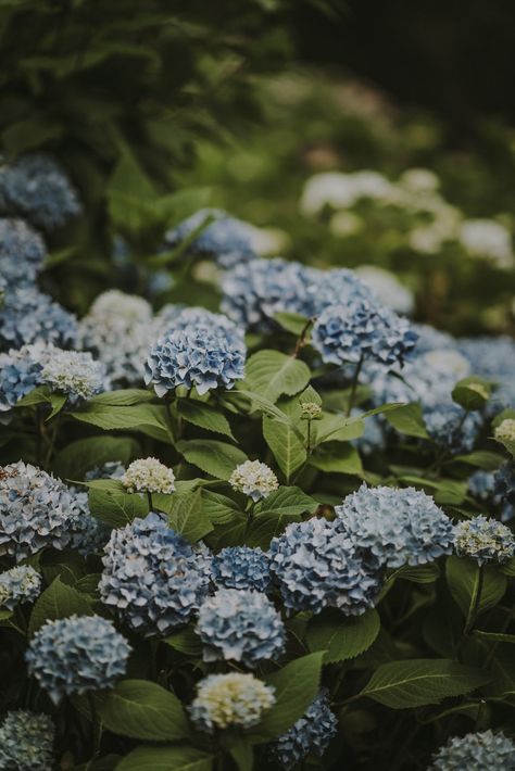 Blue hydrangea. Download this photo by Annie Spratt on Unsplash Blue Hydrangea Aesthetic, Hydrangea Pictures, Hydrangea Aesthetic, Hydrangea Picture, Blue Hydrangea Flowers, Hydrangea Colors, Flower Leaf, Spring Aesthetic, Plant Flower